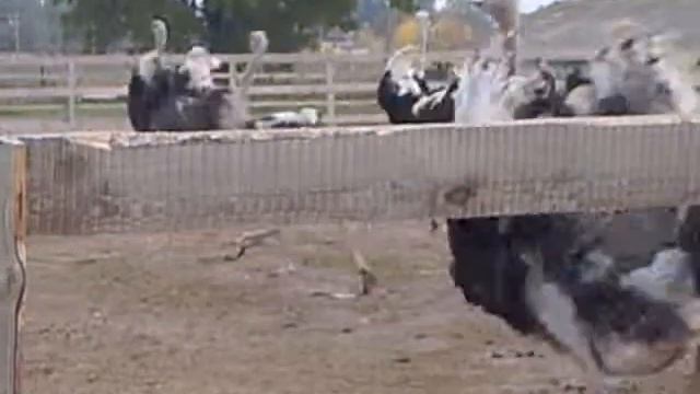 Страусиная ферма Мелитополь смотреть онлайн