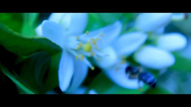 canon 4000d || nature cinematic 1 смотреть онлайн