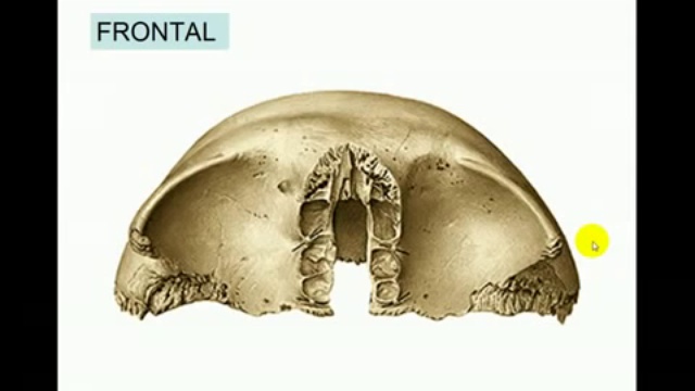 02-Hueso Frontal смотреть онлайн