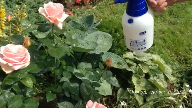 Розы. Мучнистая роса, пятнистость .Подкормки. Уход.mp4 смотреть онлайн