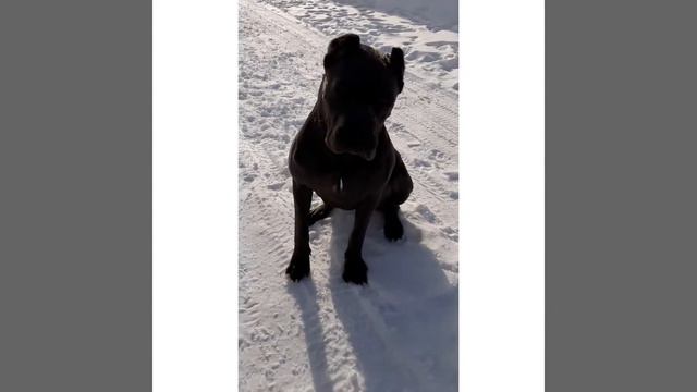 Зима с Кане Корсо 11 месяцев. смотреть онлайн