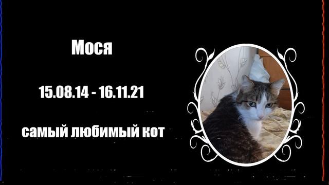 Посвящается моему умершему коту смотреть онлайн