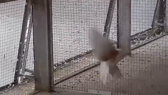 Русский чистый космач   / Russkiy Chistyy Kosmach (Михаил Голицын , Москва, Россия )