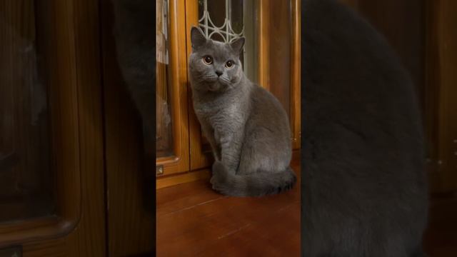 ✅ONLINE LIFE Of The Cat Syl_Vester ✅ #syl_vester#catvideos