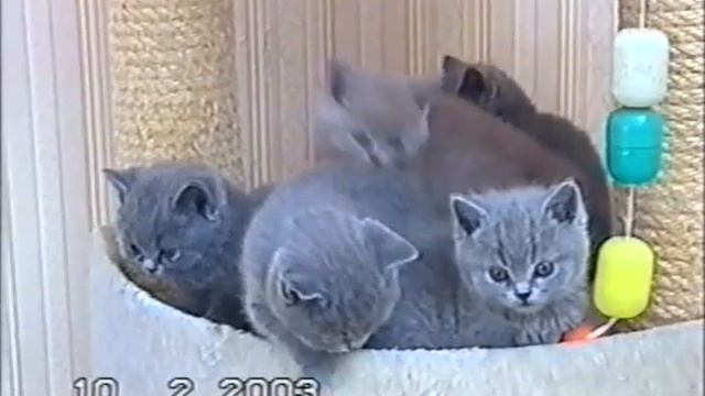 Британские котята из питомника Silvery Snow г.Москва. съемки 2003 г. смотреть онлайн