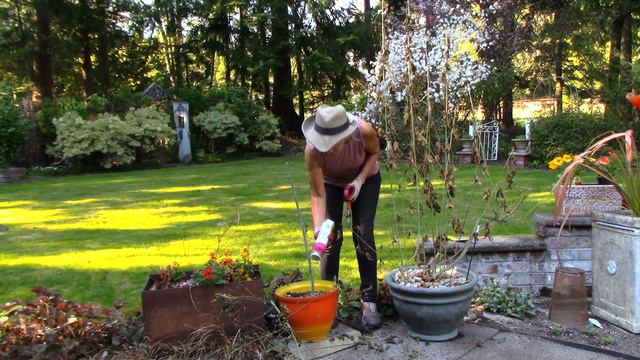 Pruning Abutilon Flowering Maple смотреть онлайн