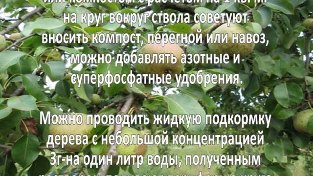 Выращивание груш. Бизнес идея смотреть онлайн