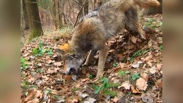 Мультимедийное сопровождение  Социальная акция  Часть 1  Удивительные животные Кузбасса