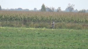 ОХОТА НА УТКУ С ЯГДТЕРЬЕРОМ с подхода по канавам 2021.