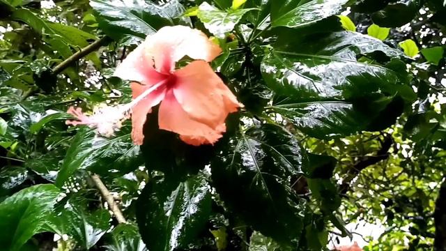 Falling Rain Sounds Relaxing ( BöhRen BöhLove ) смотреть онлайн