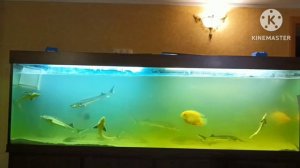 Осетра и стерлядь в домашнем узв аквариуме набирают вес