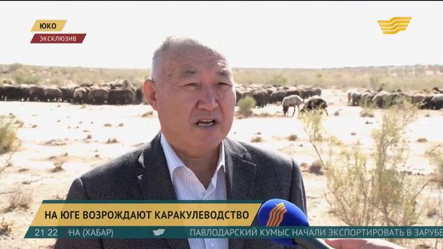 В ЮКО ученые возрождают каракулеводство