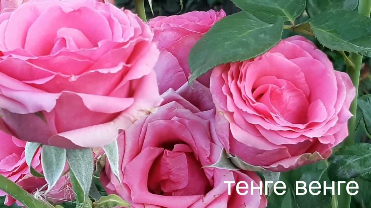 Цветение роз 1 августа смотреть онлайн