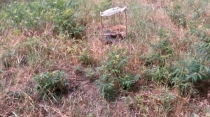 АМЕРИКАНСКИЙ КЛЕН захватывает территории / Сорное инвазивное дерево Клен ясенелистный / НАША ДАЧА