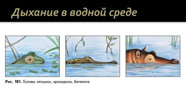 Биология 7 класс. Урок 63 смотреть онлайн