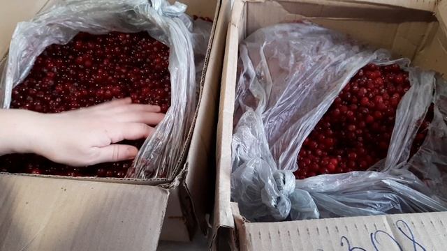 Вкусный "Цезарь", давно не пели ? 18 февраля 2022 г. смотреть онлайн