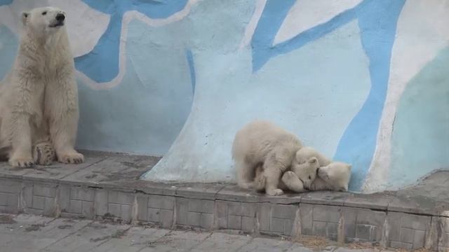 Герда с медвежатами. 25.04.2023