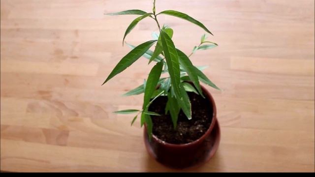 Персик Воронежский кустовой. Выращивание саженцев из косточки смотреть онлайн