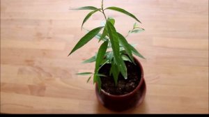 Персик Воронежский кустовой. Выращивание саженцев из косточки