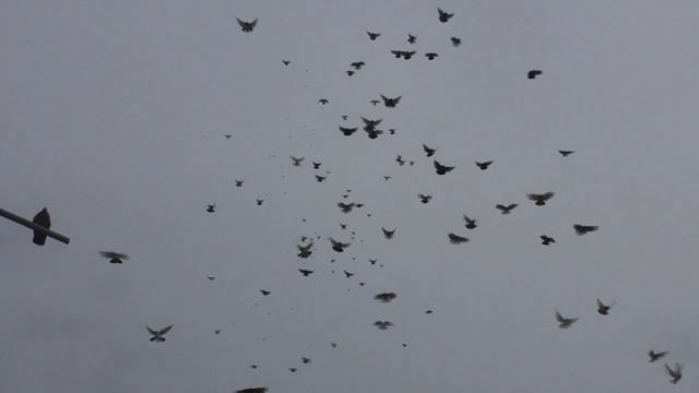 Николаевские голуби у Михаила в Заветном (Крым) смотреть онлайн