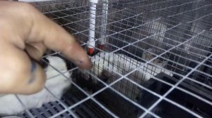 Кормушка для кроликов своими руками просто и дёшево! Видеоурок по изготовлению кормушки для кролико