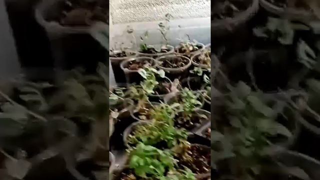 Нет дружбы с дихондрой. Помогите😵 смотреть онлайн