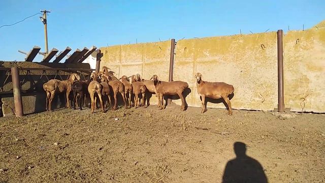 Гиссарские ярочки 1-1,2 месяца! ( 27.06.2020 г. ) смотреть онлайн