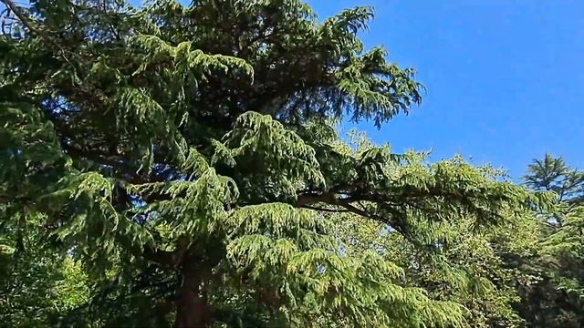 Алупка.Воронцовский дворец,парк.Май 2023. смотреть онлайн