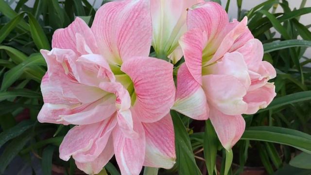 Amaryllis - Rozetta | Hippeastrum смотреть онлайн