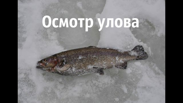 Карпов пруд смотреть онлайн