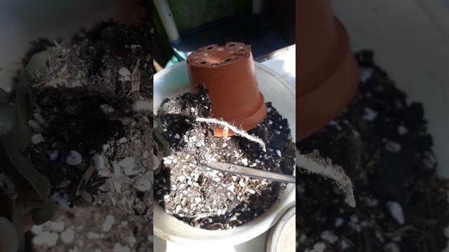 TRASPLANTE DE LA ECHEVERIA FANTASTIC FOUNTAIN 😯 y de otras sucus más #suculentas #echeverias смотреть онлайн