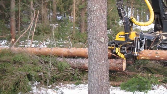 Бивер, валка леса смотреть онлайн