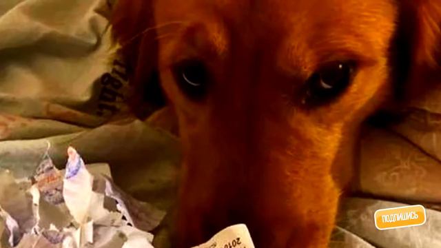 Собака сгрызла паспорт своей хозяйки, тем самым спасла от возможной беды. смотреть онлайн