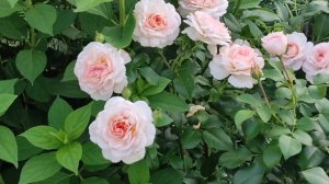 РОЗА ШЛОСС ОЙТИН. (Schloss Eutin, Kordes, 2005)