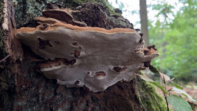 4K Ganoderma applanatum Mushroom Identification смотреть онлайн