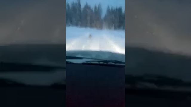 Догнали волка и дали жить... смотреть онлайн