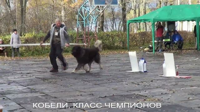 КАВКАЗСКИЕ ОВЧАРКИ, 15.10.2016 ВЫСТАВКА ПК, КОБЕЛИ КЛ. ЧЕМПИОНОВ. www.r-risk.ru +79262205603 смотреть онлайн