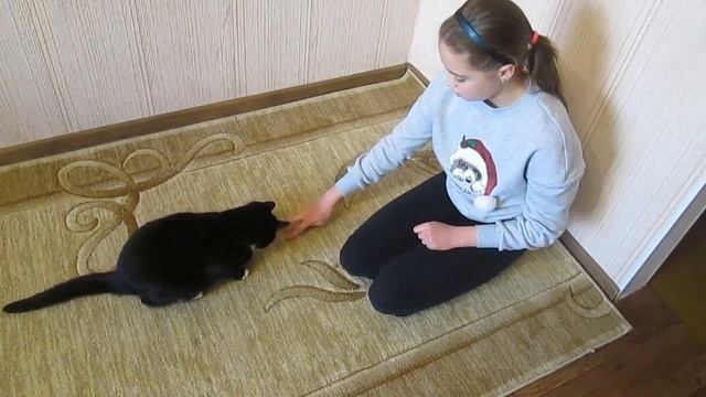 Дрессировка кота Как научить кота командам сидеть и лежать смотреть онлайн