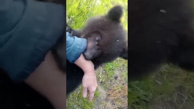 МЕДВЕДЬ ЭТО ГРОЗНЫЙ ЗВЕРЬ смотреть онлайн