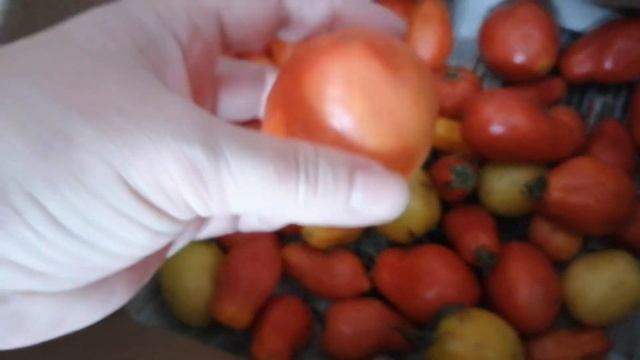 Помидоры сохранились до Нового Года смотреть онлайн