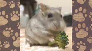 СЕМКА СМЕШНАЯ ОЗВУЧКА! Видео про хомячков ДЖУНГАРИКОВ! #смешныехомяки