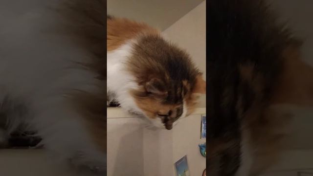 Наша Лушка - погремушка!