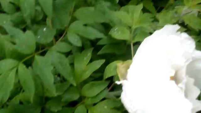 Пион, белые и розовые пионы: цветы. Peony Flowers смотреть онлайн