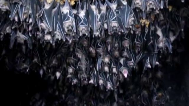 летучие мыши