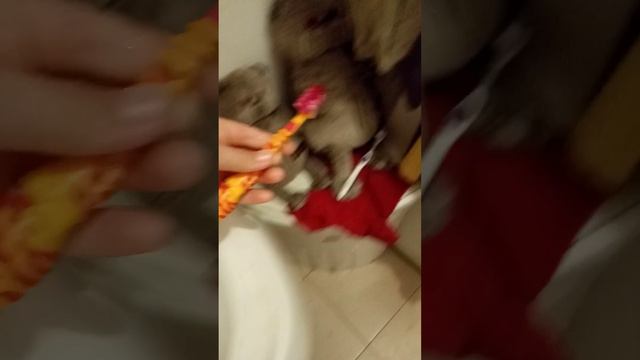 басики ложатся спать смотреть онлайн