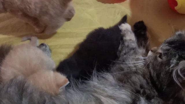 Бабушка дочка и внуки кошки и котята ? cat and kittens смотреть онлайн