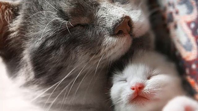 СКАЗКИ КИСУЛИ. Продолжение:(3) 5. Сны Кисули. 6. Друзей стало больше. смотреть онлайн