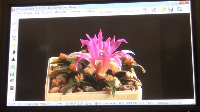 Род Ариокарпусы часть 1 смотреть онлайн