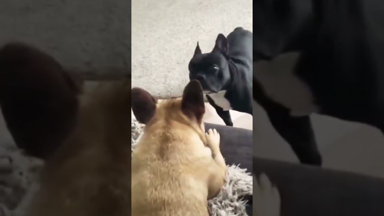 ▷Песик жалуется песику◁ смотреть онлайн