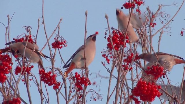свиристели